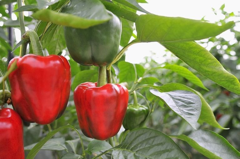 How Much Sunlight Do Pepper Plants Need? Learn to Care For Them Well!