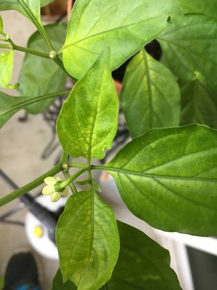 Why Are My Pepper Plant Leaves Turning Yellow? Stop Discolor!