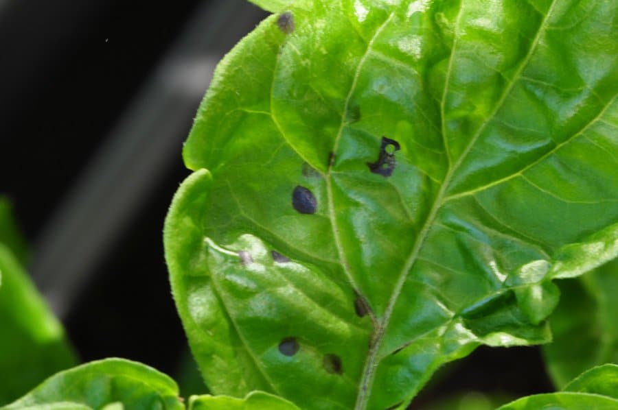 Tiny Black Spots On Pepper Leaves And How To Get Rid Of Them 