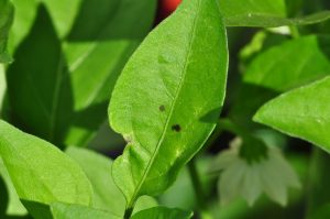 tiny black spots on pepper leaves