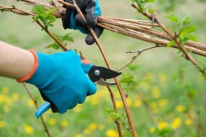 how to prune raspberries in the spring