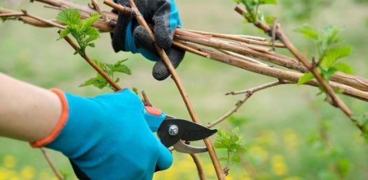 how to prune raspberries in the spring