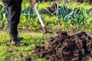 Which Vegetables Do Not Like Manure? Helpful Organic Gardening Tips