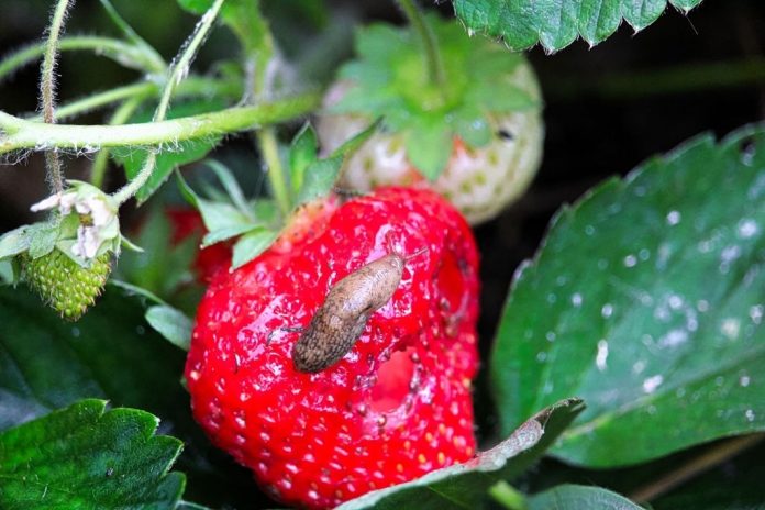 6-easy-tips-on-how-to-keep-slugs-off-strawberry-plants-organically