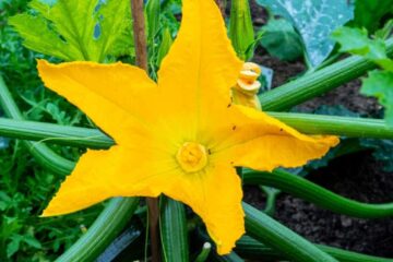 Problems with Ants On Zucchini Plant? Try These 5 Steps!