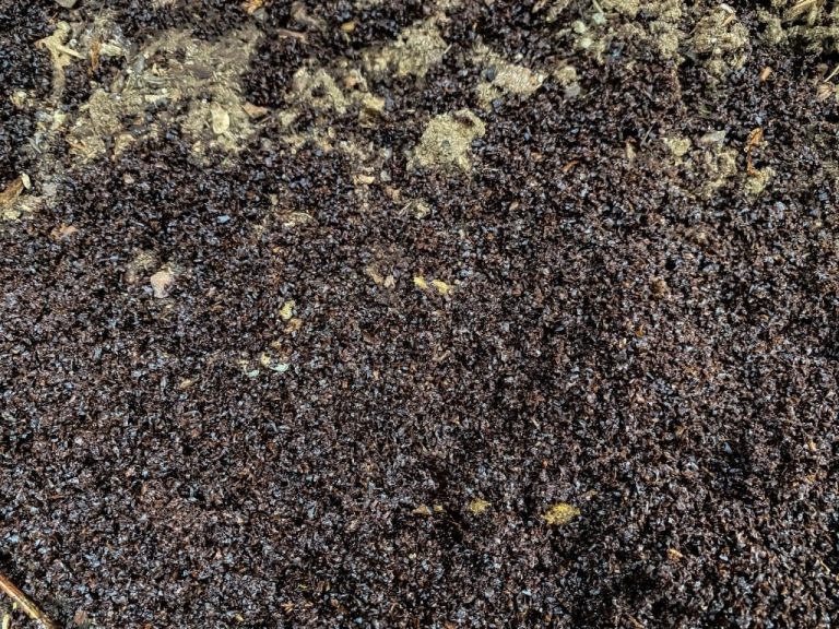 Are Coffee Grounds Good For Tomatoes? The Answers Revealed