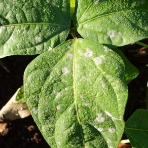 bean mildew