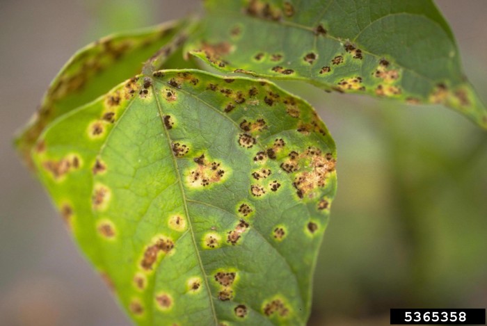 Bean Rust