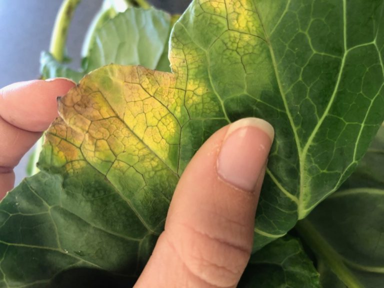 Why Are My Broccoli Plant Leaves Turning Yellow