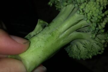 Are Black Spots On Broccoli Stems Safe To Eat? Be In the Know!