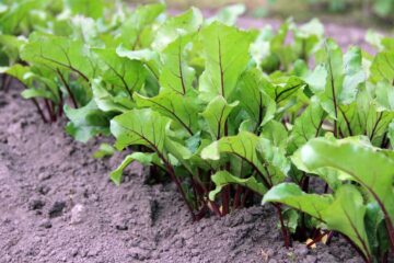 Can You Replant Thinned Beets? The Answers Revealed!