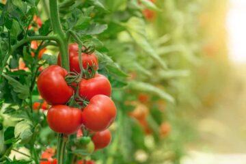 Can You Use Calcium Tablets For Tomatoes? Planting Tomatoes Successfully