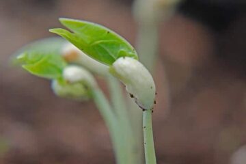 Beginner’s Guide to Growing Black Eyed Peas In A Container