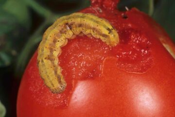 How to Get Rid Of Tomato Fruitworm: All the Advice You Need Now