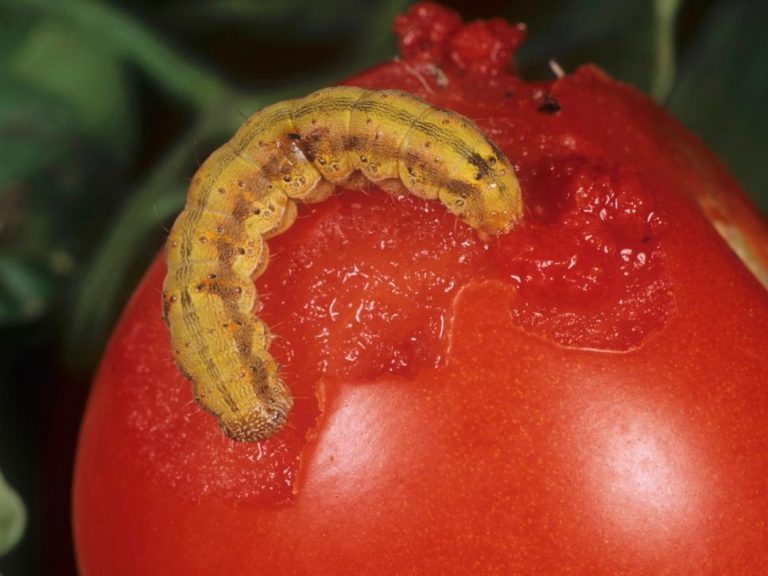 How to Get Rid Of Tomato Fruitworm: All the Advice You Need Now