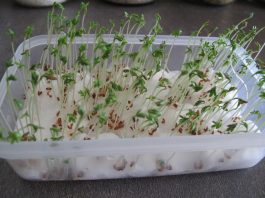 5 Super Easy Steps on How To Grow Cress On Cotton Wool