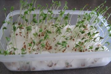 5 Super Easy Steps on How To Grow Cress On Cotton Wool