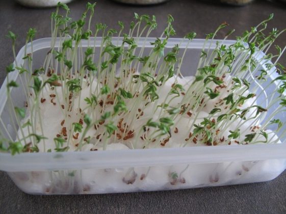 5 Super Easy Steps On How To Grow Cress On Cotton Wool