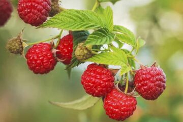 7 Quick & Simple Steps on How To Grow Raspberries From Cuttings