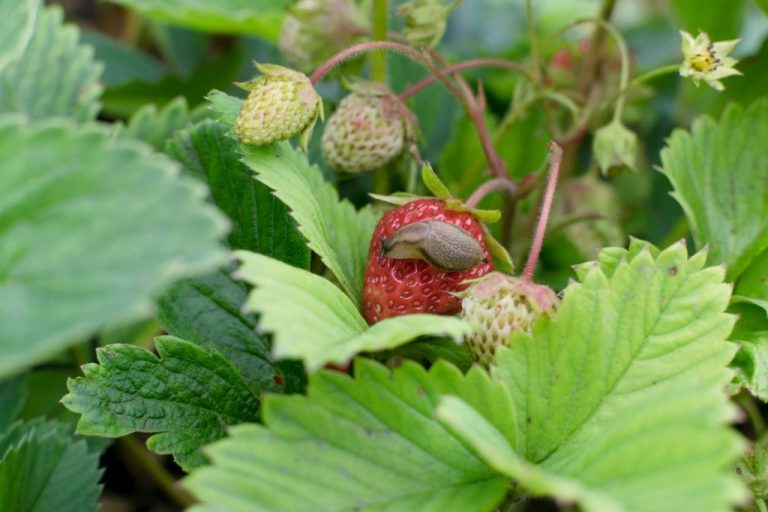 6 Easy Tips on How To Keep Slugs Off Strawberry Plants Organically