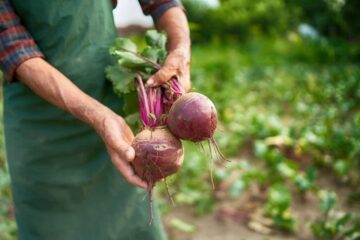 7 Quick Tips on How To Tell If Beets Are Ripe