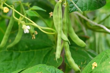 What You Should Know about Nitrogen Deficiency In Green Beans