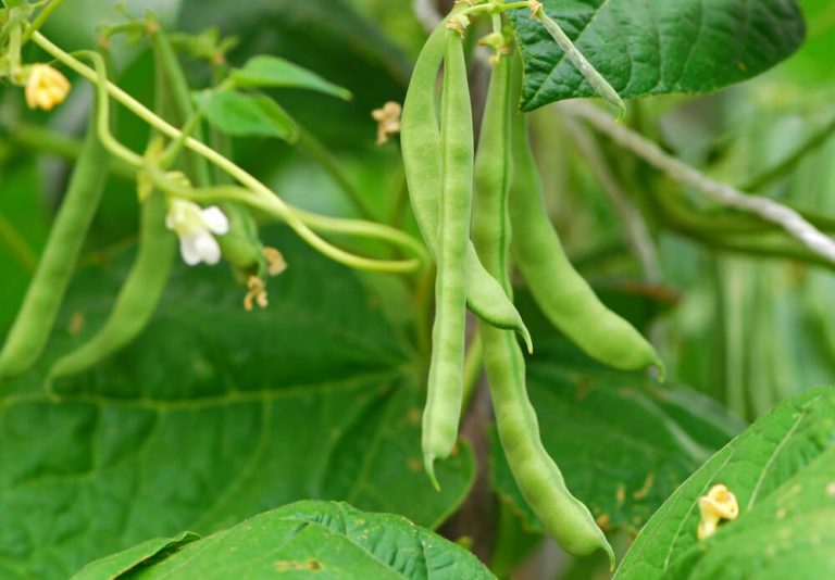 What You Should Know about Nitrogen Deficiency In Green Beans
