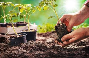 soil amendments for tomatoes