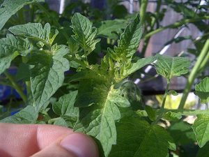 4 Causes of Iron Deficiency In Tomato Plants (And How to Prevent It)