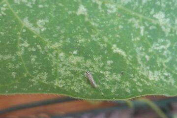 3 Causes of White Spots On Green Bean Leaves & How to Control Them