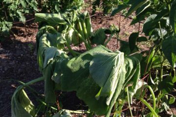 Why Is My Zucchini Plant Wilting? 5 Reasons You Should Know