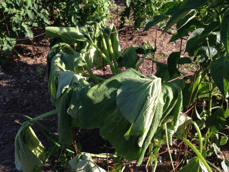 why-is-my-zucchini-plant-wilting-5-reasons-you-should-know