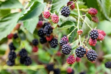 Are Thornless Blackberries Invasive? The Real Answers Revealed!