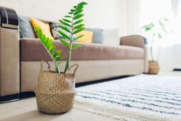 Are Zz Plants Toxic To Cats? The Scary Truth about This Houseplant