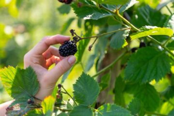 Why Is My Blackberry Bush Not Flowering? Why and How to Stop It