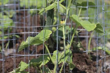 Can You Use Tomato Cages For Cucumbers? The Answers You Need!