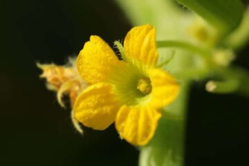 Cucumber Plant Flowering Too Early? Here’s What You Can Do About It!