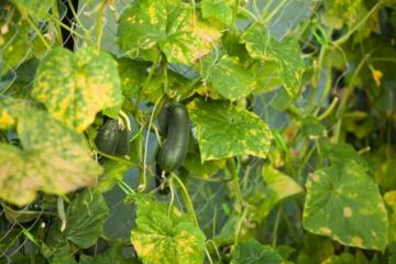 Cucumber Plants Dying from Bottom Up? Here’s Why It Happens and What to Do