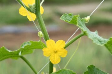 Do Male Cucumber Flowers Produce Fruit? Why You May (Or May Not) Need Male Flowers