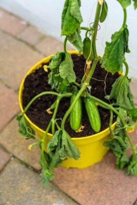 Cucumber Plants Dying from Bottom Up? Here’s Why It Happens and What to Do
