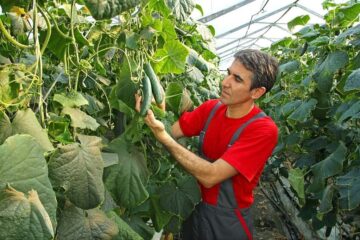 How Do You Know When to Pick a Cucumber? What to Know