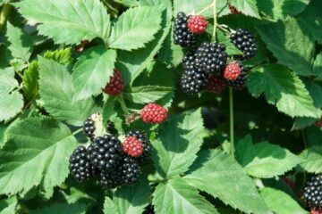 How to Keep Blackberry Bushes Under Control: The Ultimate Guide