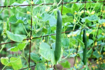 A Quick Guide on How to Make Cucumbers Grow Vertically