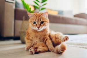 Are Zz Plants Toxic To Cats? The Scary Truth about This Houseplant