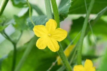 Should I Pick The Flowers Off My Cucumber Plants?