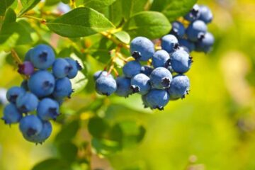 Using Vinegar to Acidify Soil for Blueberries: Does It Work?