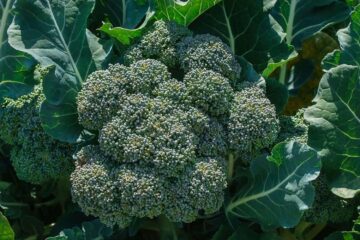 When to Plant Broccoli For Fall Harvest: The Perfect Timing!