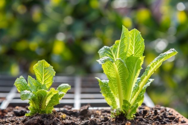 growing romaine hearts in water