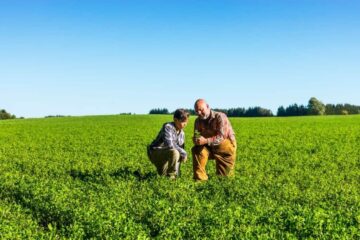 Does Alfalfa Grow Back Every Year? The Answers Here!