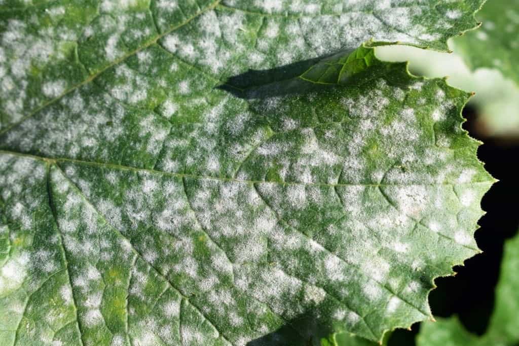 What Causes White Spots On Zucchini Leaves All You Need To Know